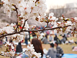 お花見